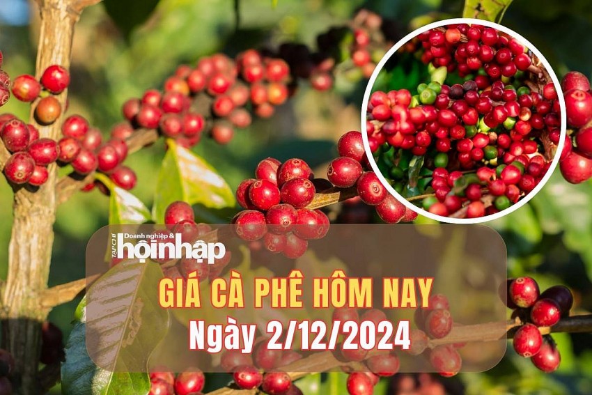 Giá cà phê hôm nay 2/12/2024: Giá cà phê trong nước tăng mạnh từ 12.500 - 13.000 đồng/kg trong phiên đầu tuần Giá cà phê hôm nay 2/12/2024: Giá cà phê trong nước tăng mạnh từ 12.500 - 13.000 đồng/kg trong phiên đầu tuần