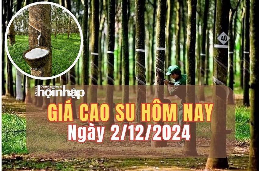 Giá cao su hôm nay 2/12/2024: Giá cao su trên các sàn giao dịch đồng loạt tăng, trong nước đi ngang