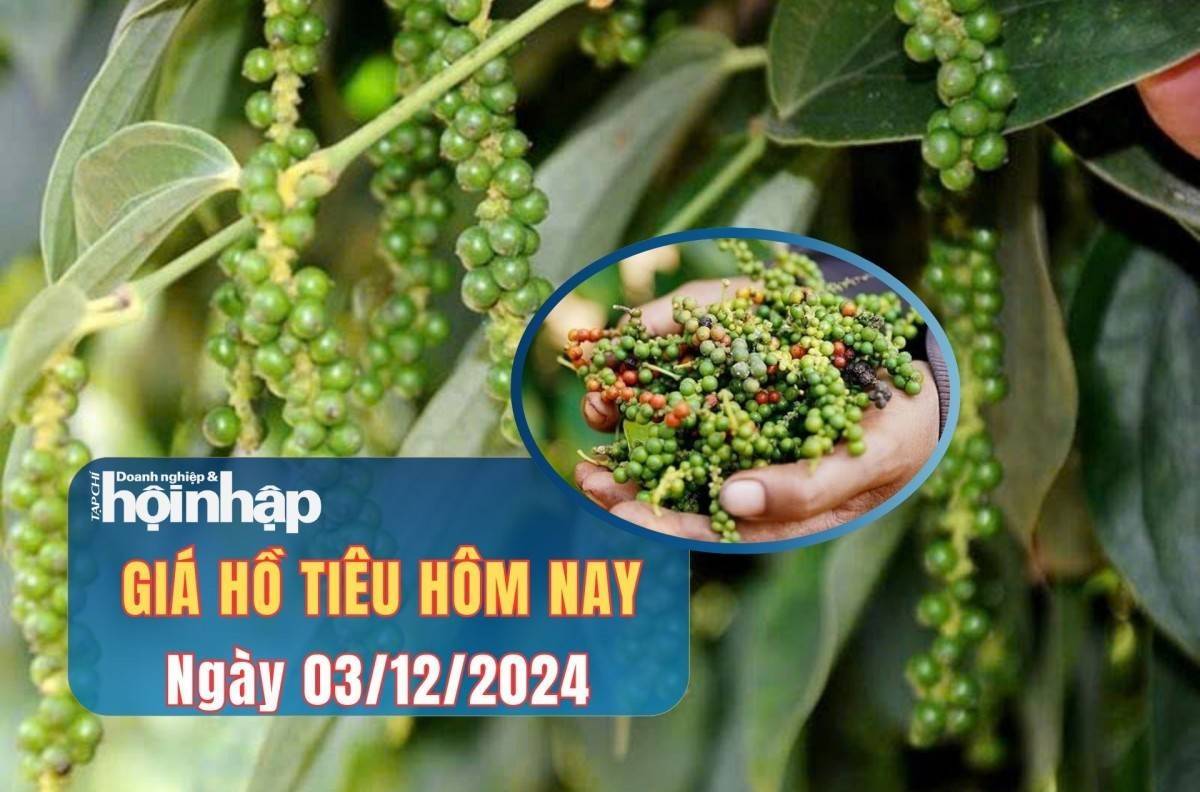 Giá tiêu hôm nay 03/12: Giá tiêu trong nước tăng nhẹ, tiêu thế giới biến động trái chiều