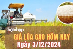 Giá lúa gạo hôm nay 3/12/2024: Giá lúa gạo trong nước và xuất khẩu duy trì ổn định