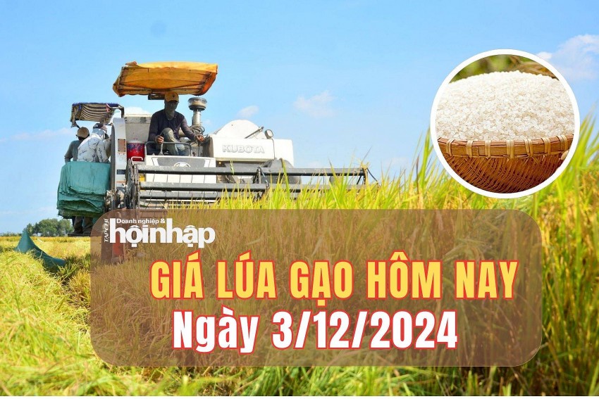 Giá lúa gạo hôm nay 3/12/2024: Giá lúa gạo hôm nay 3/12/2024: