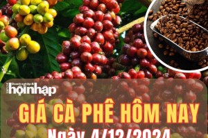 Giá cà phê hôm nay 4/12/2024: Giá cà phê thế giới và trong nước đồng loạt giảm sốc