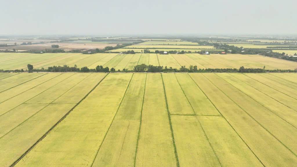 năm 2024 xây dựng mới (mô hình nhân rộng) 76 mô hình lúa ứng dụng công nghệ cao 