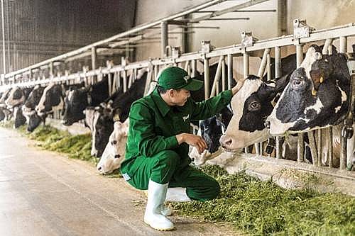 Green Farm là mô hình trang trại sinh thái của Vinamilk, được sự đánh giá cao từ các chuyên gia quốc tế về các thực hành phát triển bền vững. Green Farm là mô hình trang trại sinh thái của Vinamilk, được sự đánh giá cao từ các chuyên gia quốc tế về các thực hành phát triển bền vững.