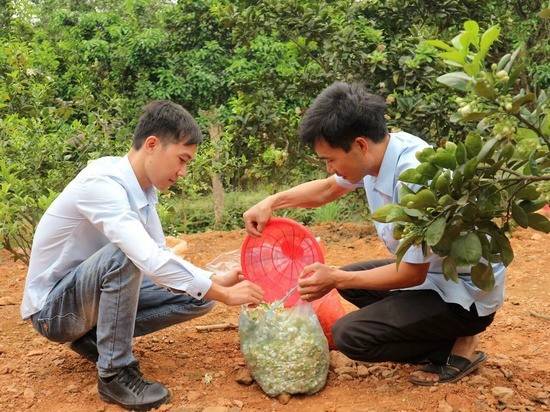 Phú Thọ: Giá trị kinh tế từ cây bưởi đạt trung bình trên 800 tỷ đồng/năm Phú Thọ: Giá trị kinh tế từ cây bưởi đạt trung bình trên 800 tỷ đồng/năm