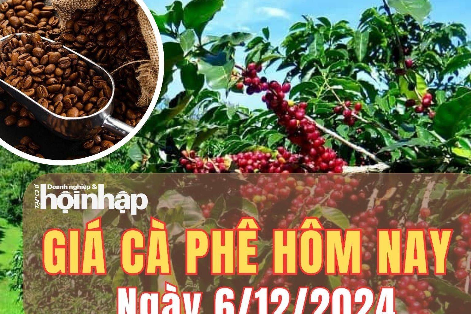 Giá cà phê hôm nay 6/12/2024: Giá cà phê trong nước quay đầu tăng từ 5.700 - 6.000 đồng/kg