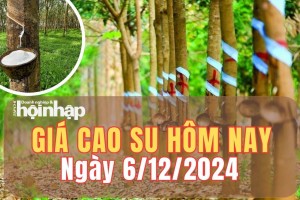 Giá cao su hôm nay 6/12/2024: Từ đầu tuần, giá cao su trong nước tiếp tục đi ngang