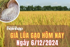 Giá lúa gạo hôm nay 6/12/2024: Giá lúa tăng 200 - 300 đồng/kg