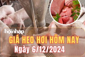 Giá heo hơi hôm nay 6/12/2024: Giá heo hơi tiếp tục tăng từ 1.000 - 2.000 đồng/kg trên cả ba miền