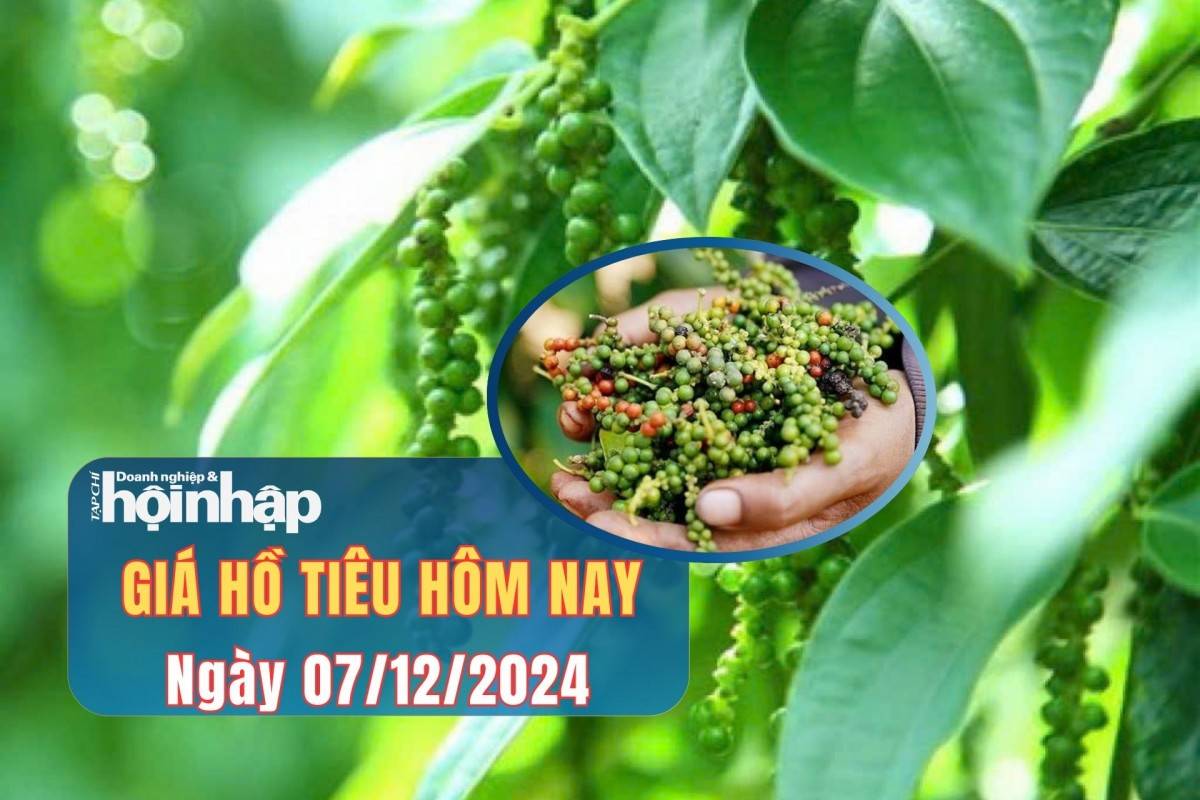 Giá tiêu hôm nay 07/12: Giá tiêu trong nước và thế giới tăng nhẹ Giá tiêu hôm nay 07/12: Giá tiêu trong nước và thế giới tăng nhẹ