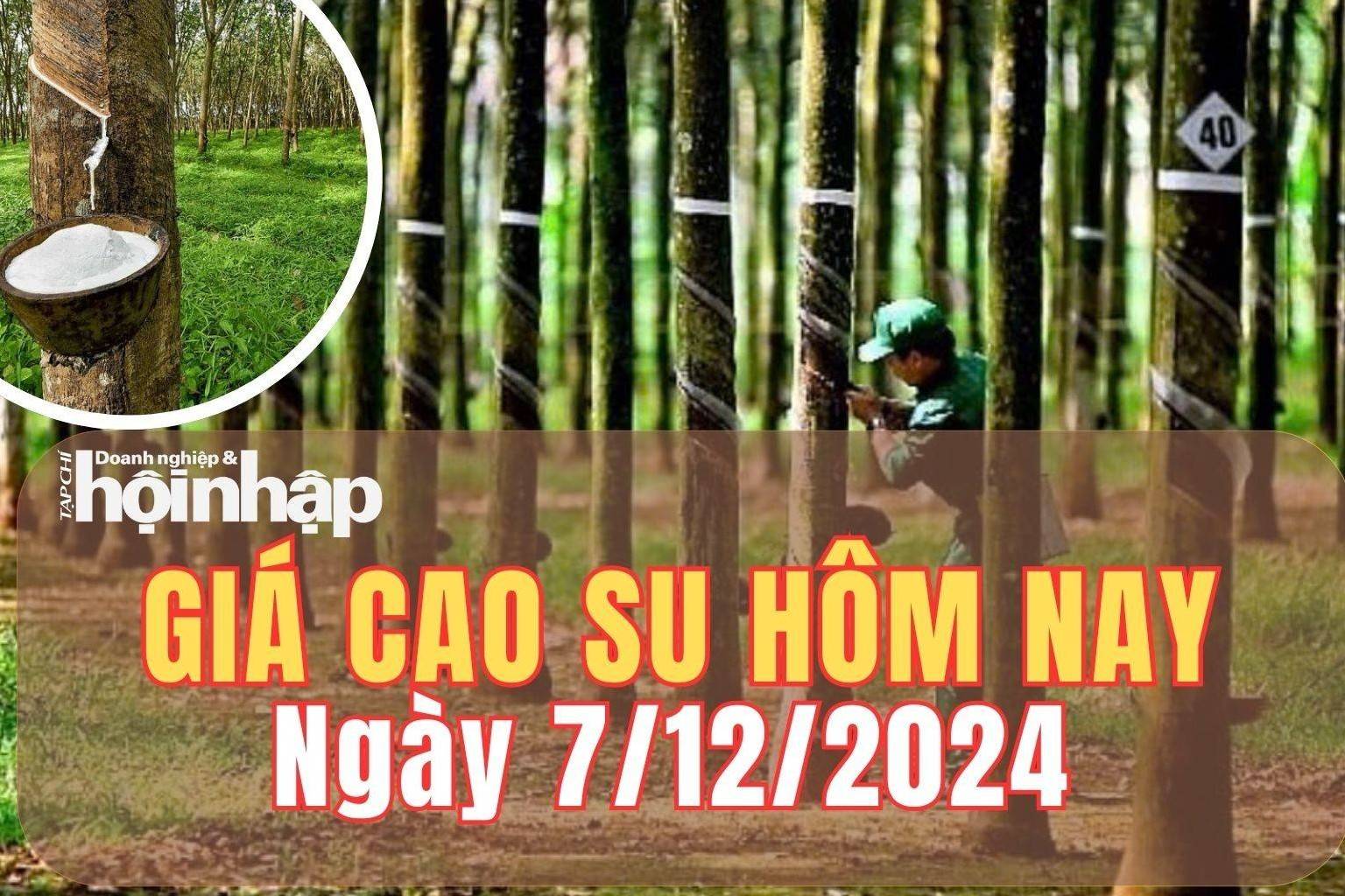 Giá cao su hôm nay 7/12/2024: Giá cao su thế giới đồng loạt giảm, trong nước đứng yên