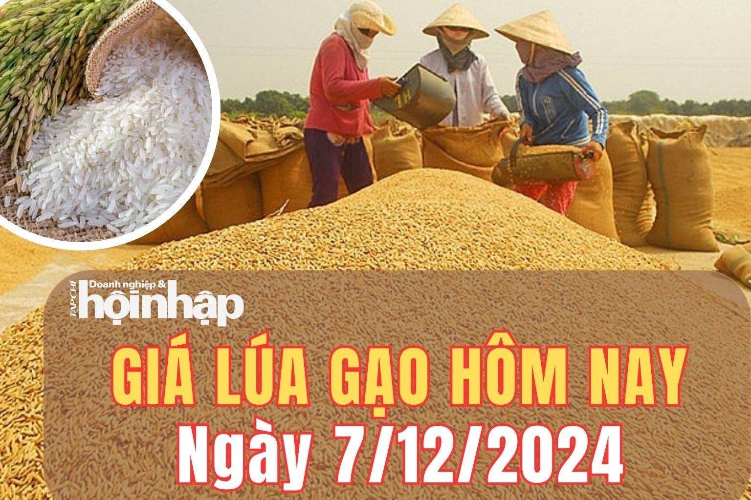 Giá lúa gạo hôm nay 7/12/2024: Giá lúa tăng mạnh từ 100 - 400 đồng/kg, gạo giảm nhẹ 100 đồng/kg