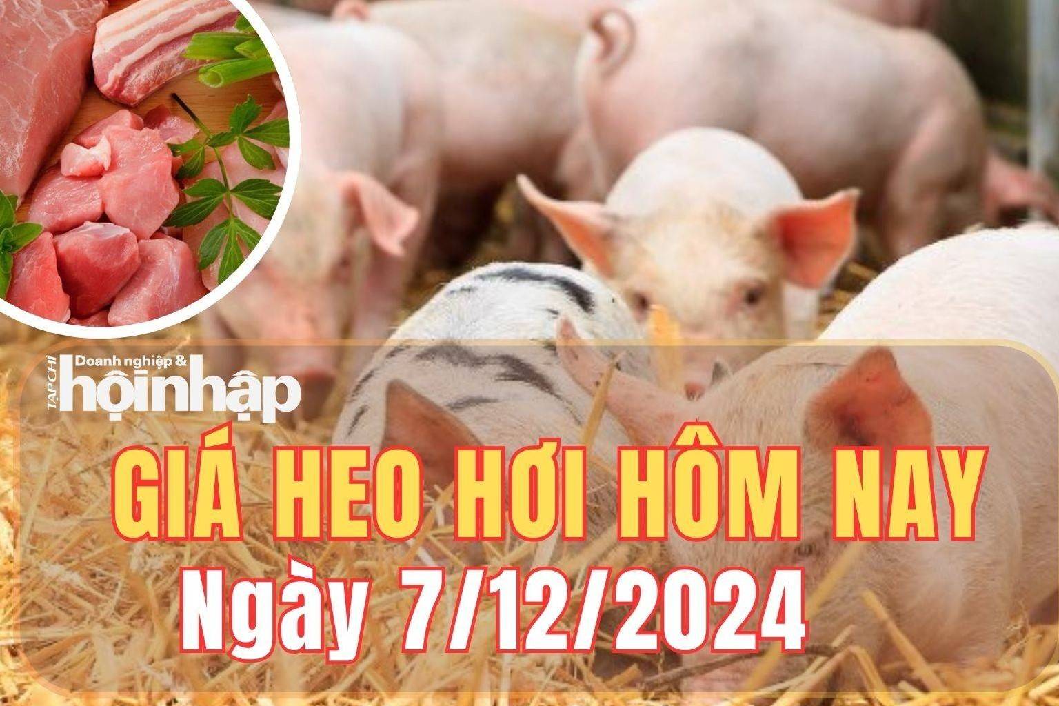 Giá heo hơi hôm nay 7/12/2024: : Giá heo hơi tại miền Bắc và miền Trung duy trì đà tăng, miền Nam biến động trái chiều