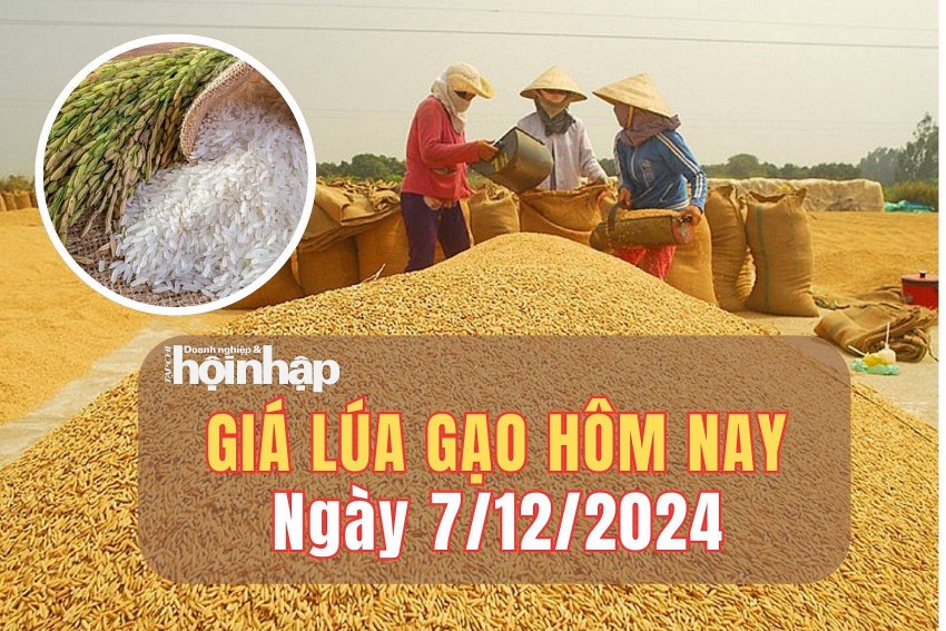 Giá lúa gạo hôm nay 7/12/2024: Giá lúa gạo hôm nay 7/12/2024: