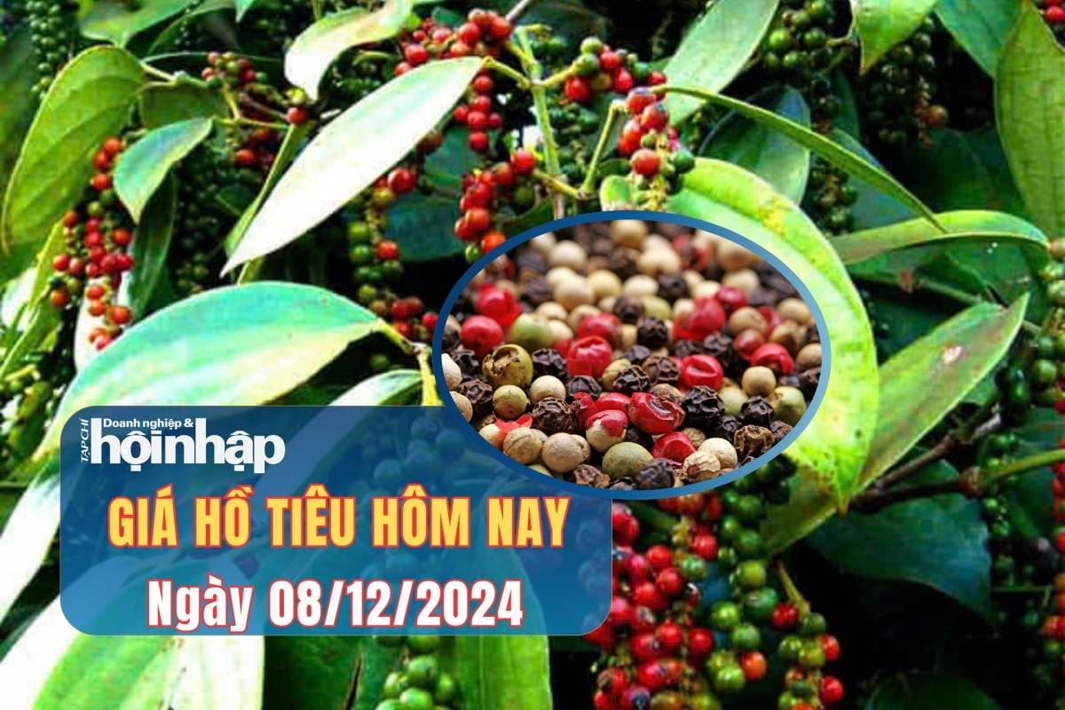 Giá tiêu hôm nay 8/12 Giá tiêu hôm nay 8/12