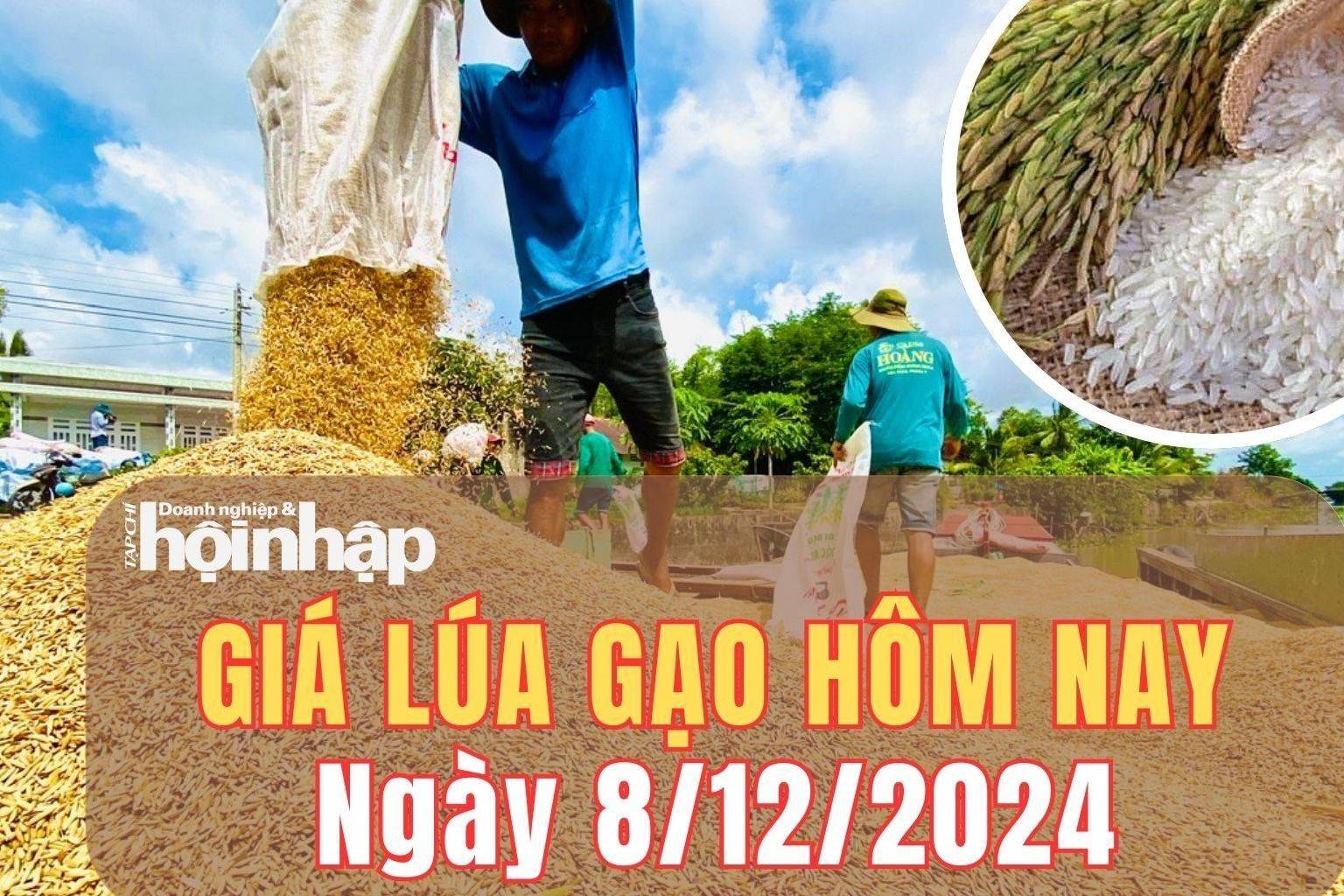 Giá lúa gạo hôm nay 8/12/2024: Giá lúa gạo tăng nhẹ 100 đồng/kg