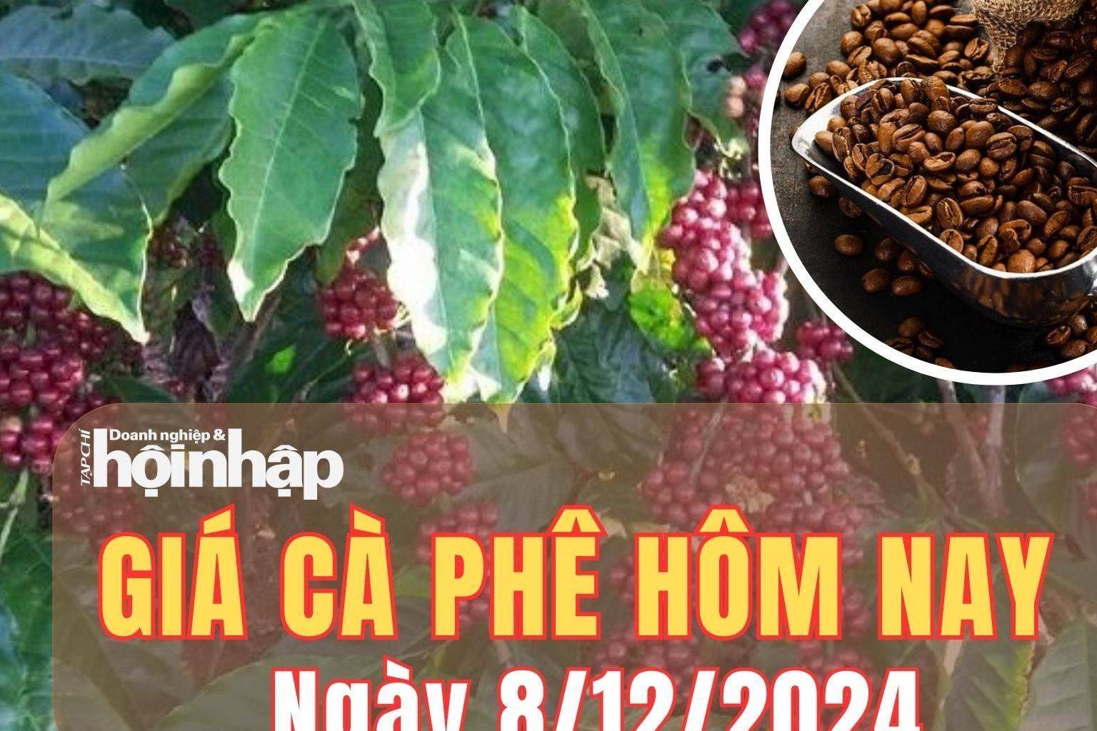 Giá cà phê hôm nay 8/12/2024: Vào phiên thứ ba liên tiếp, giá cà phê trong nước giữ vững đà tăng từ 3.500 - 4.000 đồng/kg