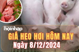 Giá heo hơi hôm nay 8/12/2024: Tuần qua, giá heo hơi tăng tại nhiều địa phương trên cả nước