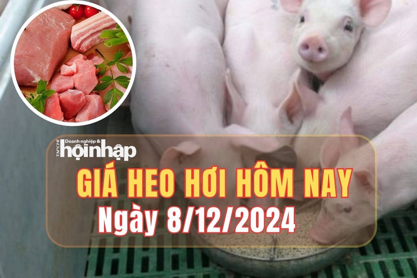 Giá heo hơi hôm nay 8/12/2024: