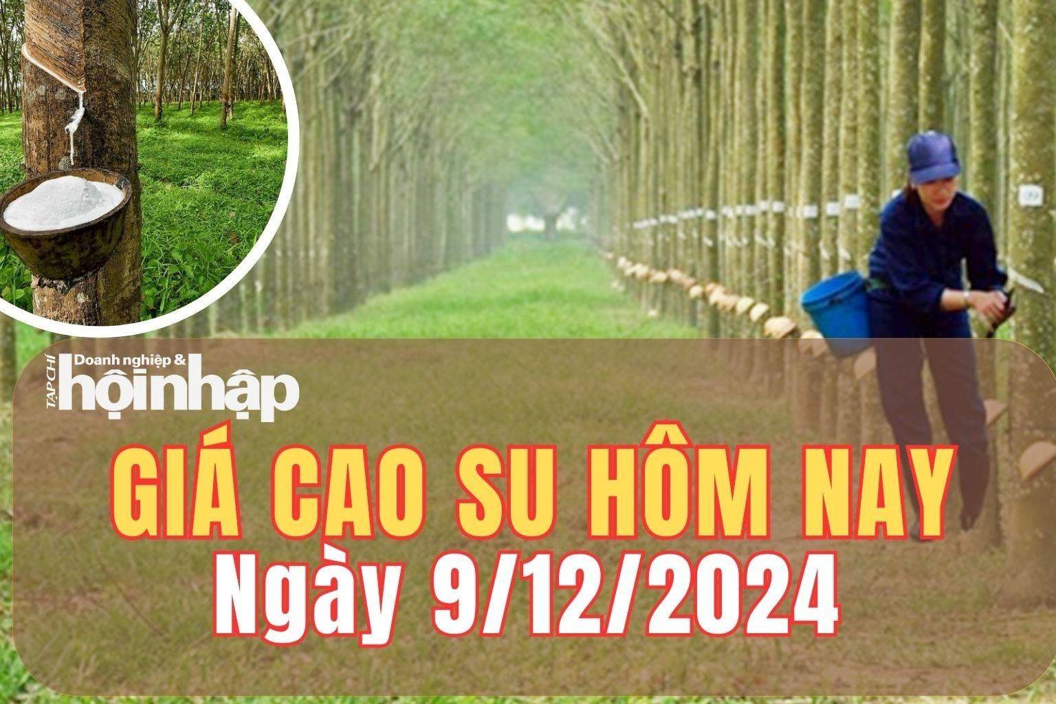 Giá cao su hôm nay 9/12/2024: Phiên đầu tuần, giá cao su thế giới duy trì giảm, trong nước kéo dài đà đi ngang