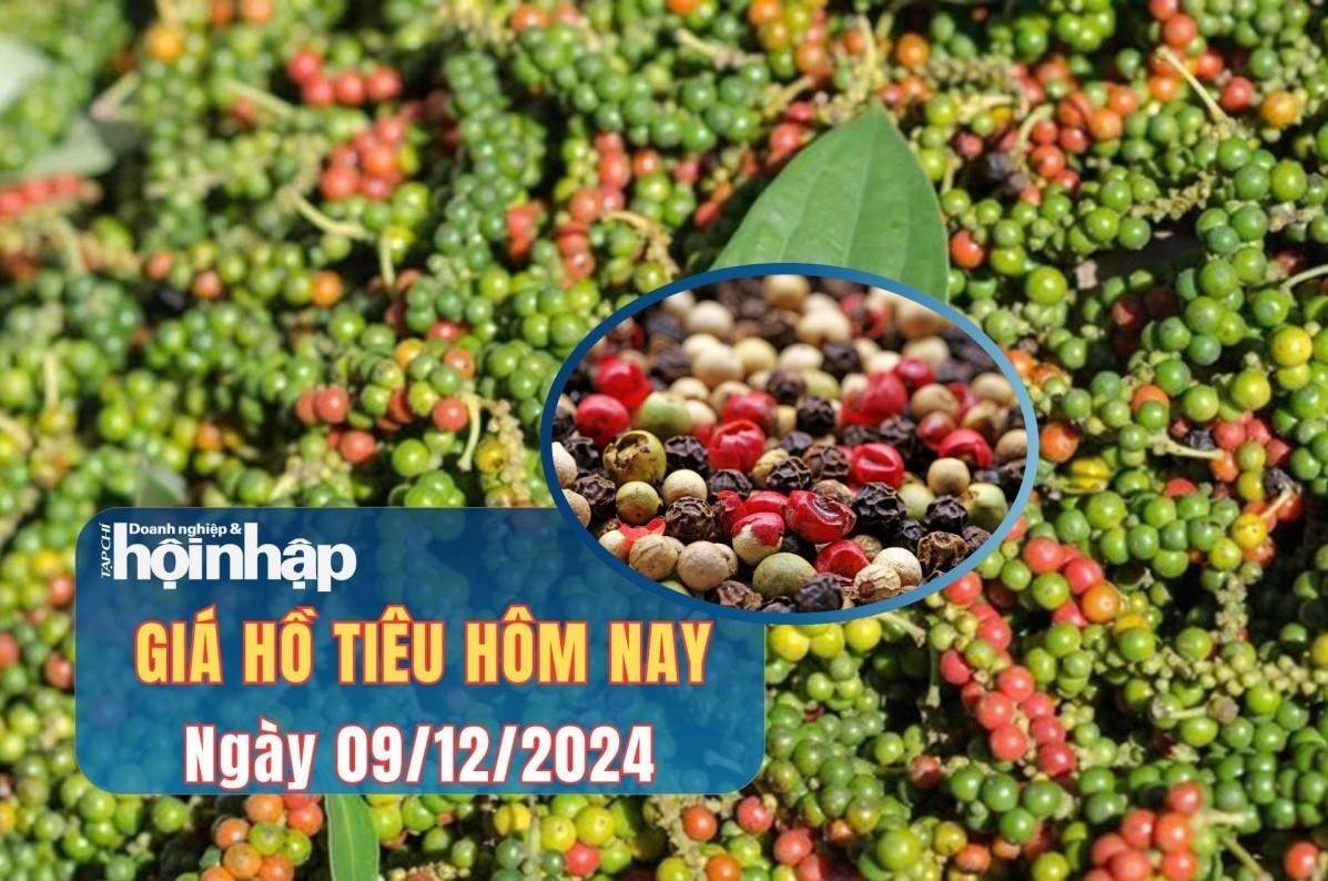 Giá tiêu hôm nay 9/12: Giá tiêu cao nhất 147.000 đồng/kg