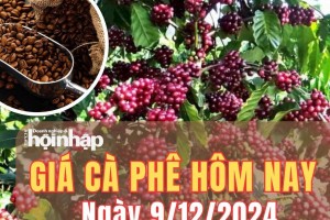 Giá cà phê hôm nay 9/12/2024: So với đầu tuần trước, giá cà phê trong nước giảm 6.000 - 6.500 đồng/kg