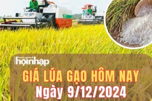 Giá lúa gạo hôm nay 9/12/2024: Đầu tuần, giá lúa gạo trong nước và xuất khẩu ổn định