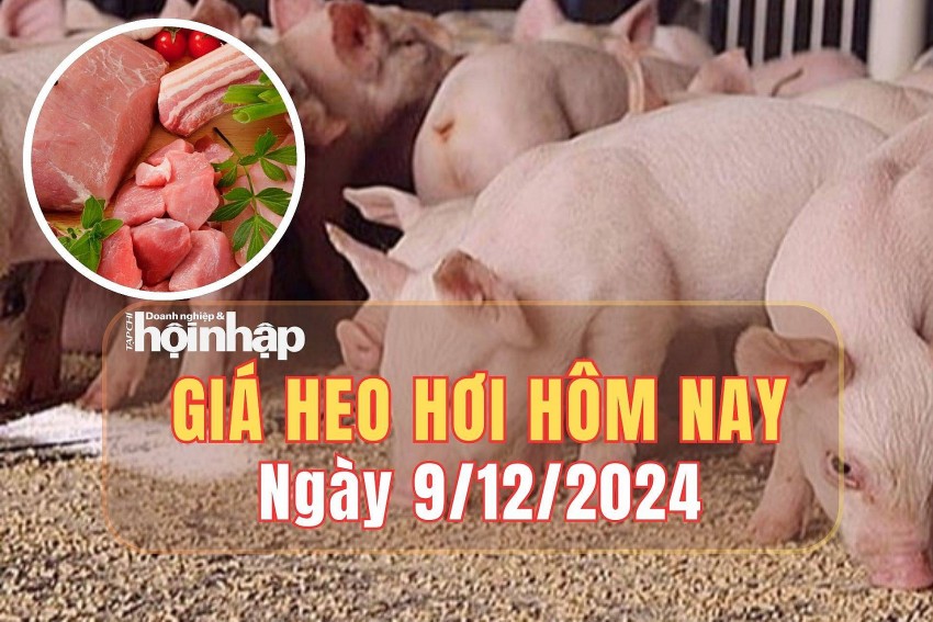 Giá heo hơi hôm nay 9/12/2024: