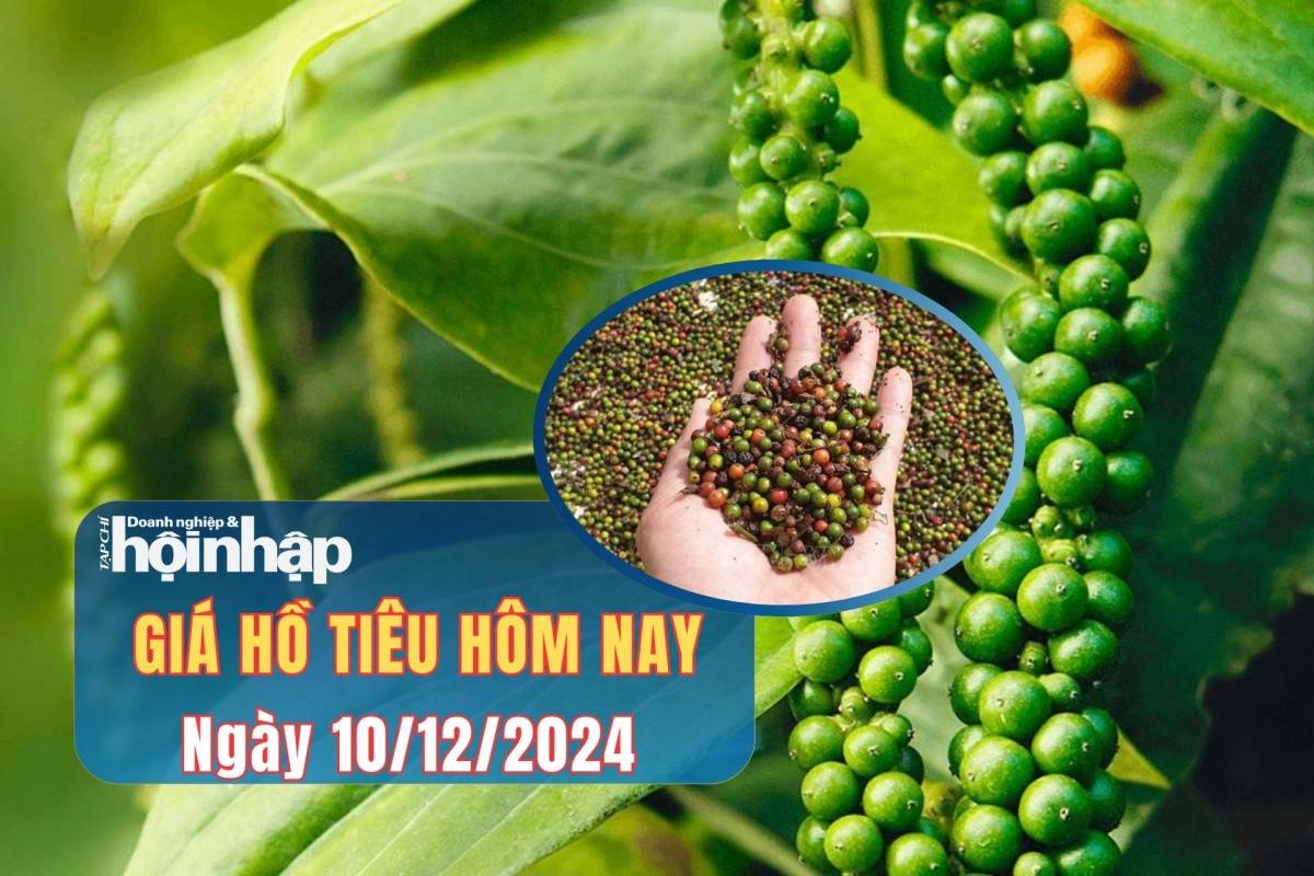 Giá tiêu hôm nay 10/12: Giá tiêu trong nước giảm nhẹ, tiêu thế giới biến động trái chiều Giá tiêu hôm nay 10/12: Giá tiêu trong nước giảm nhẹ, tiêu thế giới biến động trái chiều