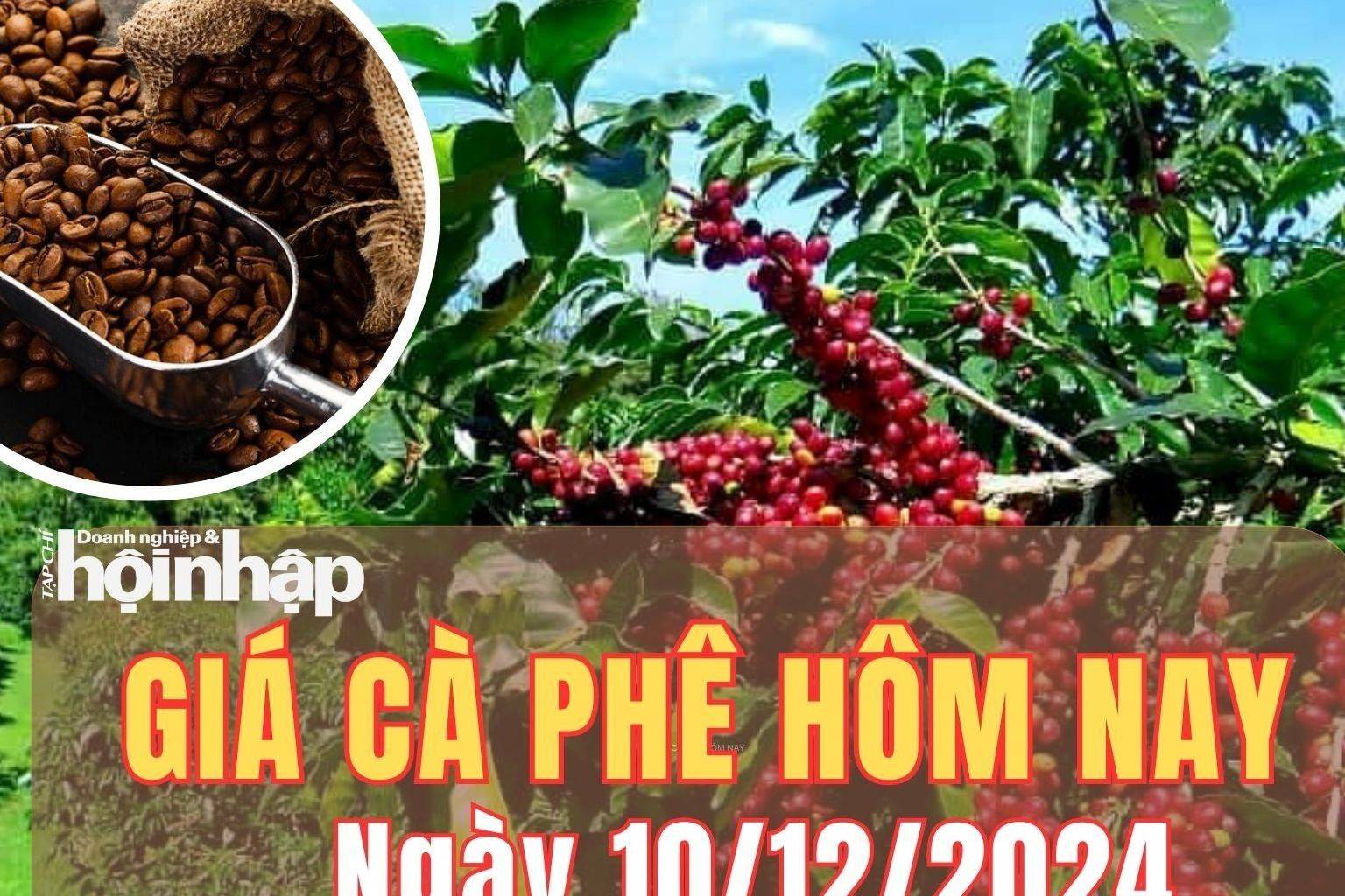 Giá cà phê hôm nay 10/12/2024: Giá cà phê trong nước duy trì đà giảm 2.000 đồng/kg