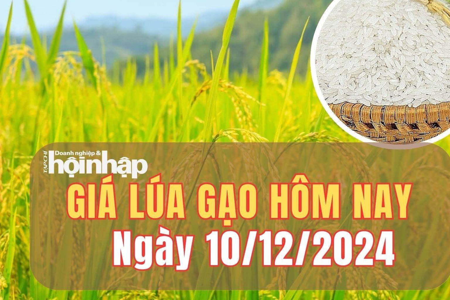 Giá lúa gạo hôm nay 10/12/2024: Giá gạo nguyên liệu IR 504 tăng 100 đồng/kg