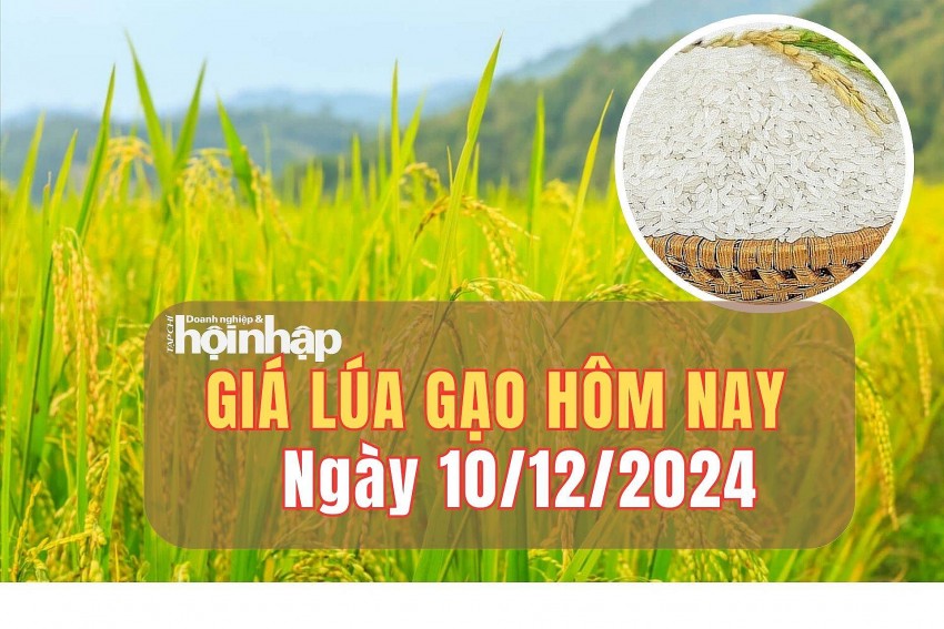 Giá lúa gạo hôm nay 10/12/2024: