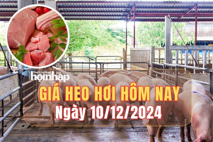Giá heo hơi hôm nay 10/12/2024:
