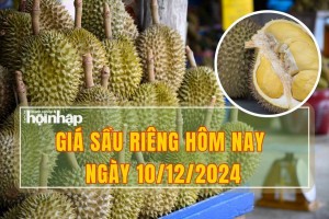 Giá sầu riêng hôm nay 10/12: Sầu riêng Thái tăng giá mạnh lên mức 170.000 đồng/kg