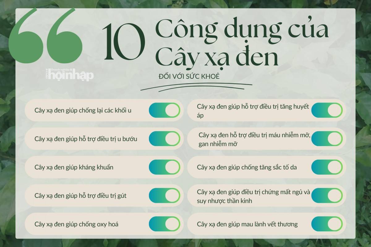 10 công dụng của cây xạ đen đối với sức khoẻ