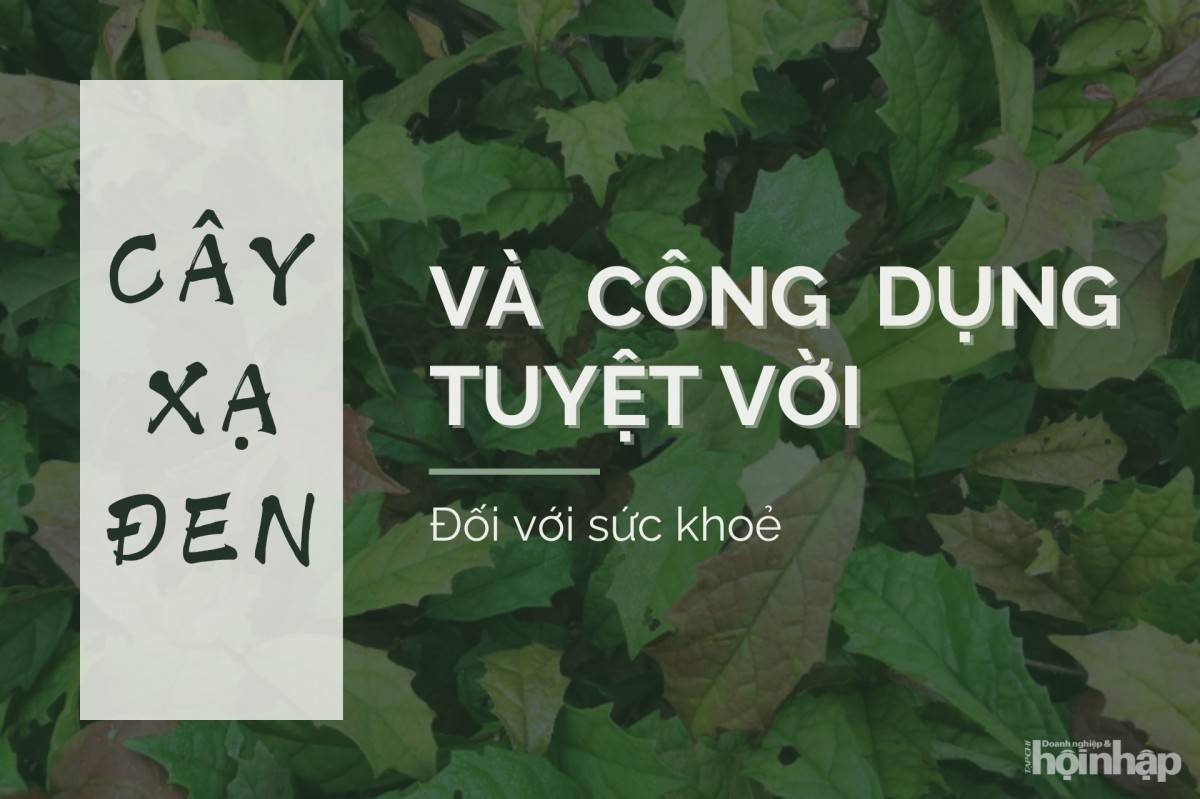 Cây xạ đen và công dụng tuyệt vời đối với sức khoẻ