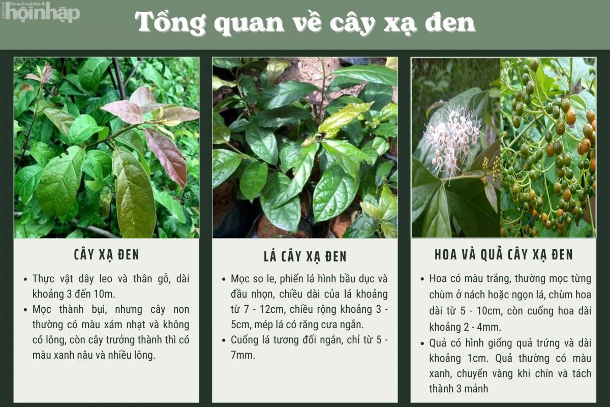 Tổng quan về cây xạ đen