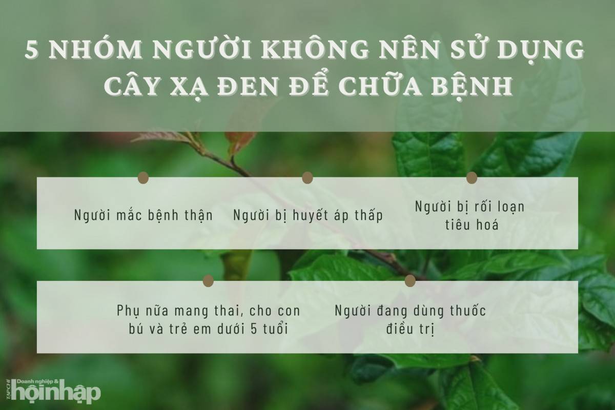 5 nhóm người không nên sử dụng cây xạ đen để chữa bệnh