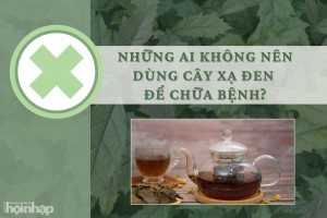 Những ai không nên dùng cây xạ đen để chữa bệnh?