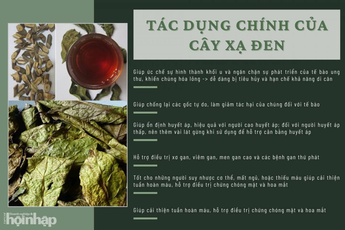 Tác dụng chính của cây xạ đen