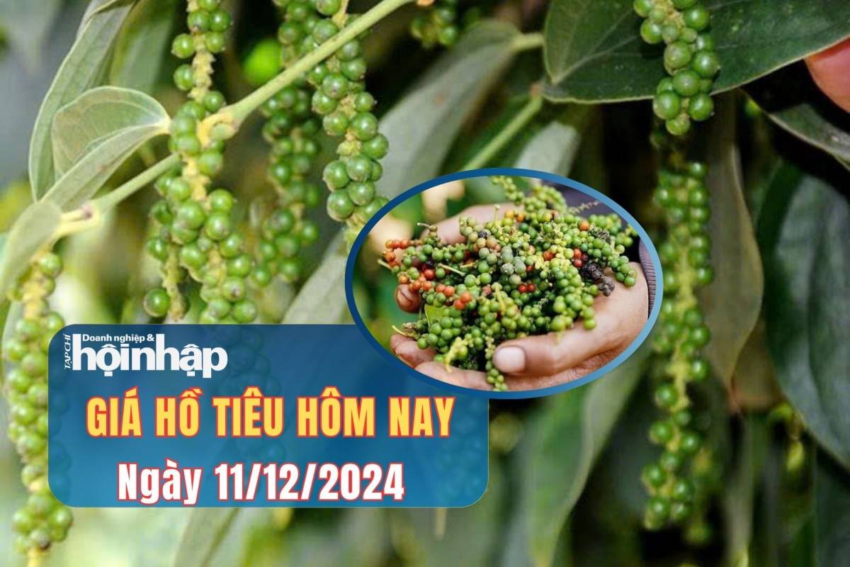 Giá tiêu hôm nay 11/12:  Giá tiêu hôm nay 11/12: