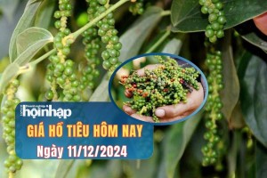 Giá tiêu hôm nay 11/12: Giá tiêu trong nước giảm 1.000 đồng/kg, tiêu thế giới biến động