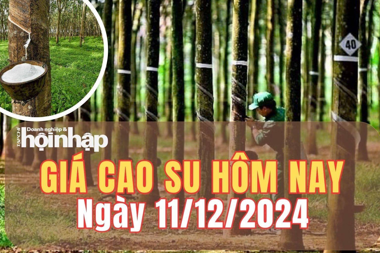 Giá cao su hôm nay 11/12/2024: Giá cao su trên sàn Tocom - Tokyo và SHFE giảm