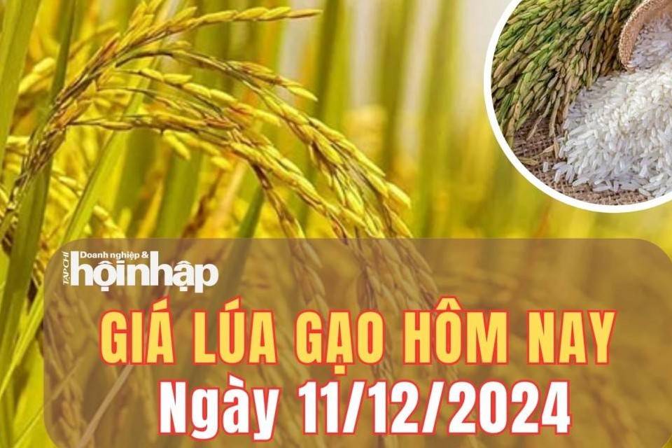 Giá lúa gạo hôm nay 11/12/2024: Giá lúa tăng từ 200 - 300 đồng/kg