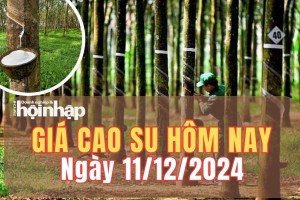 Giá cao su hôm nay 11/12/2024: Giá cao su trên sàn Tocom - Tokyo và SHFE giảm