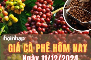 Giá cà phê hôm nay 11/12/2024: Giá cà phê trong nước và thế giới tăng nhanh