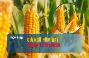 Giá ngô hôm nay 11/12: Giá ngô thế giới tăng mạnh phiên thứ tư liên tiếp