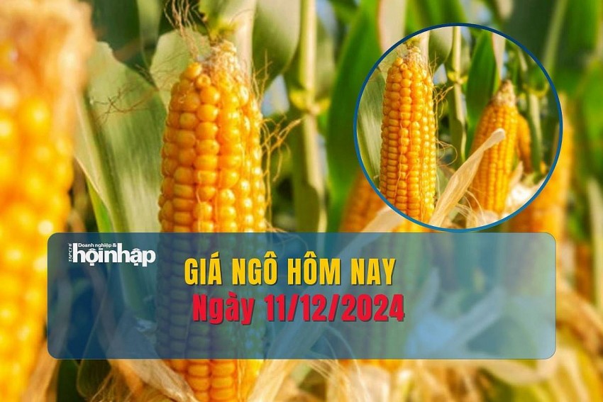 Giá ngô hôm nay 11/12: Giá ngô thế giới tăng mạnh phiên thứ tư liên tiếp