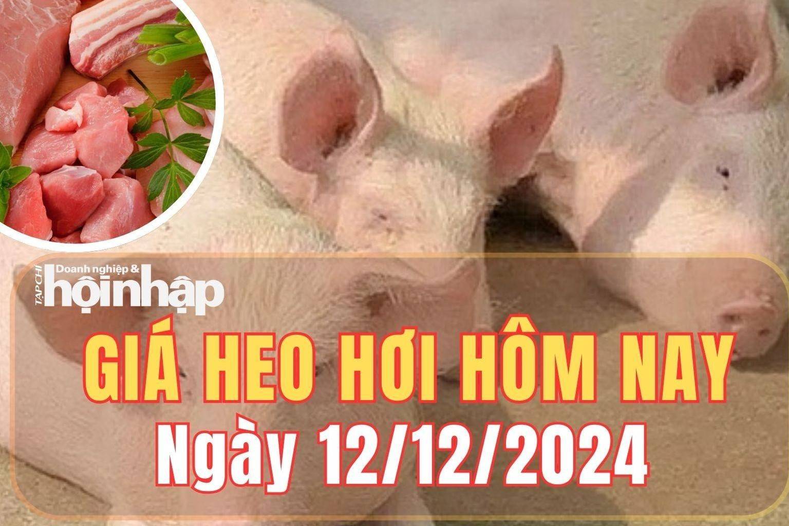 Giá heo hơi hôm nay 12/12/2024: Thị trường miền Bắc và miền Trung, giá heo hơi kéo dài đà tăng