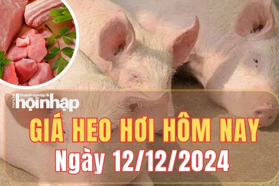 Giá heo hơi hôm nay 12/12/2024: Thị trường miền Bắc và miền Trung, giá heo hơi kéo dài đà tăng